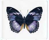 Farfalla Hypolimnas Salmacis