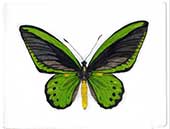 Farfalla Ornitottera Priamo