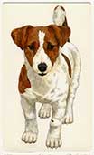Jack Russell in posa