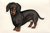 Little dachshund