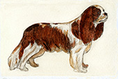 Cavalier King