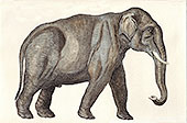 Elefante