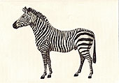 Zebra