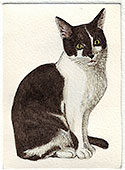 Gatto bianco e nero