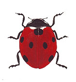 La coccinella