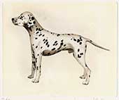 Dalmata in posa