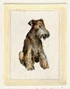 Fox Terrier