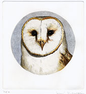 Barn Owl