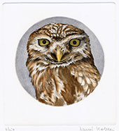 Little Owl Little Owl