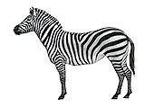 Zebra in posa