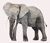 Elefante in posa