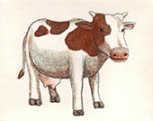 Mucca