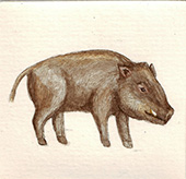 Cinghiale