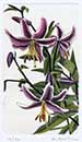 Lilium