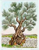 Albero d'ulivo