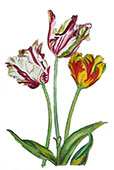 Tulipani