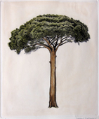 Alberi - Pino marittimo