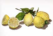 Composizione con limoni