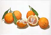 Composizione con arance