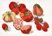 Composizione con pomodori