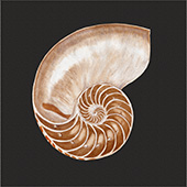 Conchiglia spirale Nautilus