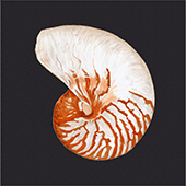 Conchiglia Nautilus