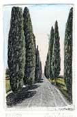 Strada dritta con cipressi