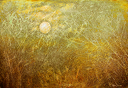 Sole tra arbusti